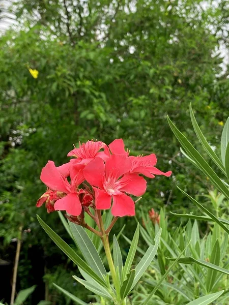 Όμορφα Άνθη Πικροδάφνης Nerium Στον Κήπο — Φωτογραφία Αρχείου