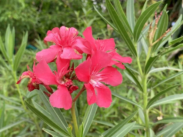 Hermosas Flores Adelfa Nerium Jardín —  Fotos de Stock