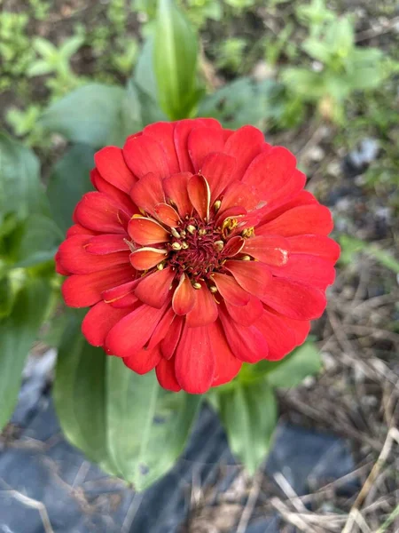 Belle Fleur Zinnia Rouge Dans Jardin — Photo