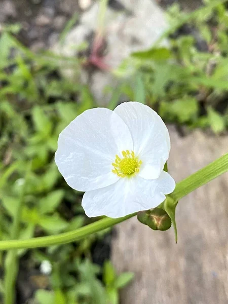 Güzel Echinodosus kordifolius çiçekleri bahçede