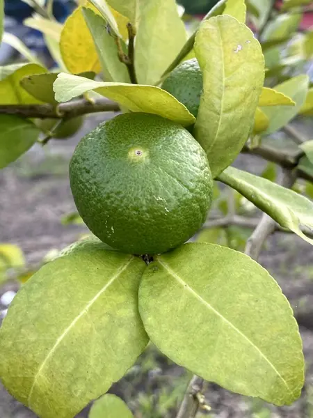 Limoenfruit Natuurtuin — Stockfoto