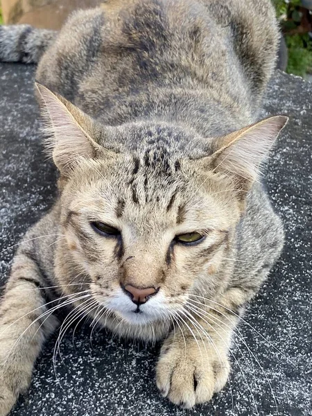 地面にかわいいタビー猫 — ストック写真