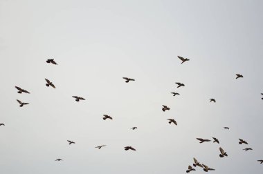 Gökyüzündeki kuş sürüsü