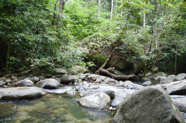 Tayland 'daki Chonburi ormanında güzel bir şelale.