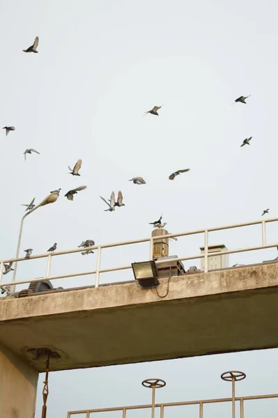 Чайки Летящие Над Плотиной — стоковое фото