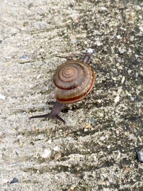 Salyangoz yerde sürünüyor.