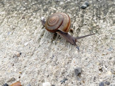 Salyangoz yerde sürünüyor.