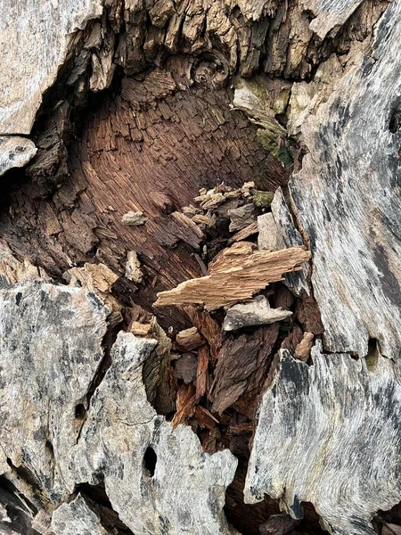 Ağaç kabuğunun dokusunu kapat