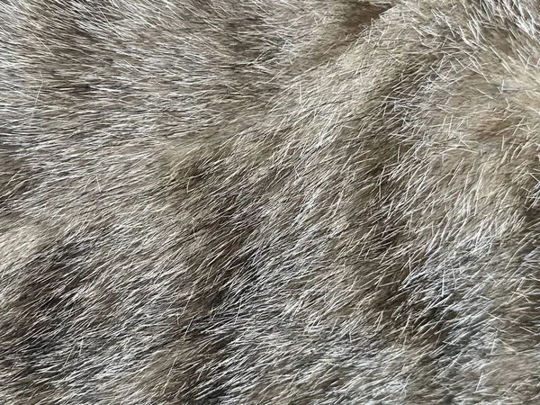Latar Belakang Abstrak Dengan Pola Bulu Kucing — Stok Foto