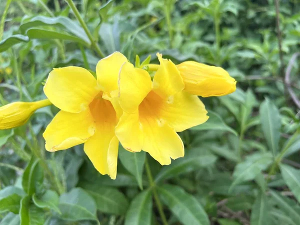 Żółty Kwiat Allamanda Cathartica Ogrodzie — Zdjęcie stockowe