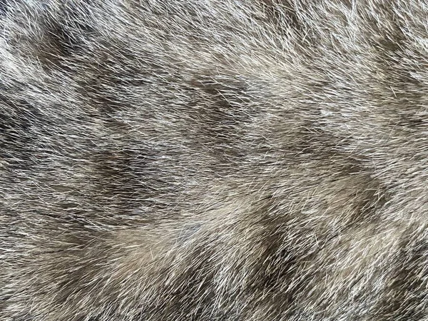 Perto Uma Textura Pele Gato — Fotografia de Stock