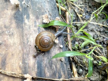close up snail on the ground
