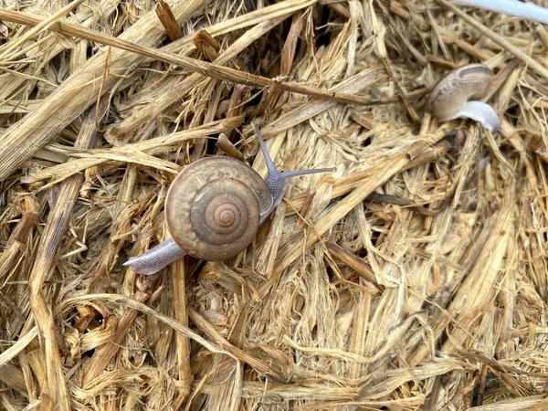 Close Snail Ground — Fotografia de Stock