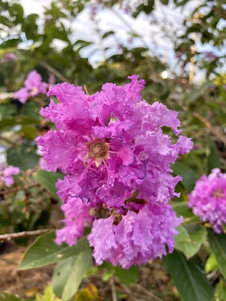 Красиві Рожеві Квіти Королеви Саду — стокове фото