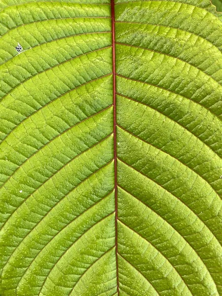 Green Kratom Leaf Texture Background — Stock Photo, Image