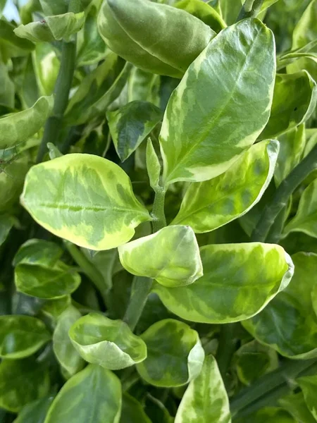 Grüne Zickzack Pflanzblätter Einer Pflanze Garten — Stockfoto