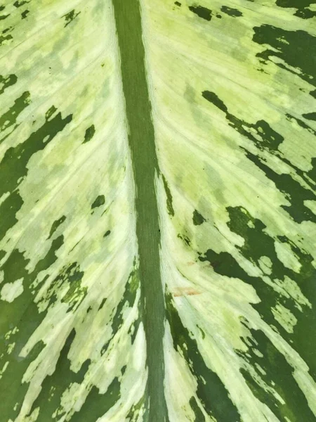 Абстрактний Фон Візерунком Зеленого Листя Діффенбахії — стокове фото