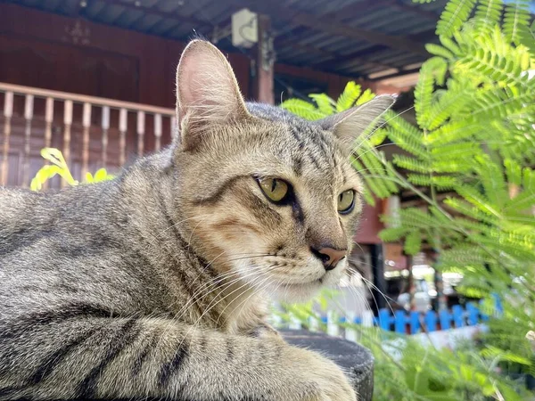 Gato Jardín — Foto de Stock