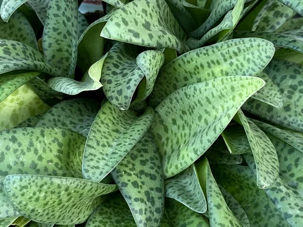 식물의 레퍼드 — 스톡 사진