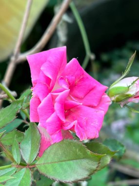 Bahçede güzel pembe bir gül.