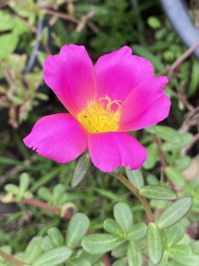 Portulaca oleracea ya da gül yosunu ya da doğanın bahçesinde püre çiçeği