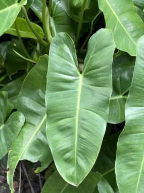 bir bitkinin yeşil arum yaprakları