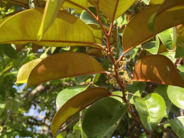 yeşil chrysophyllum cainito bir ağacın yaprakları