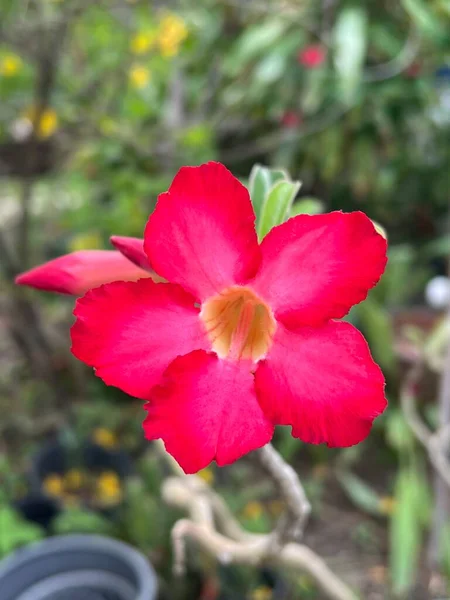 Красивые Цветки Импалы Лилии Саду — стоковое фото