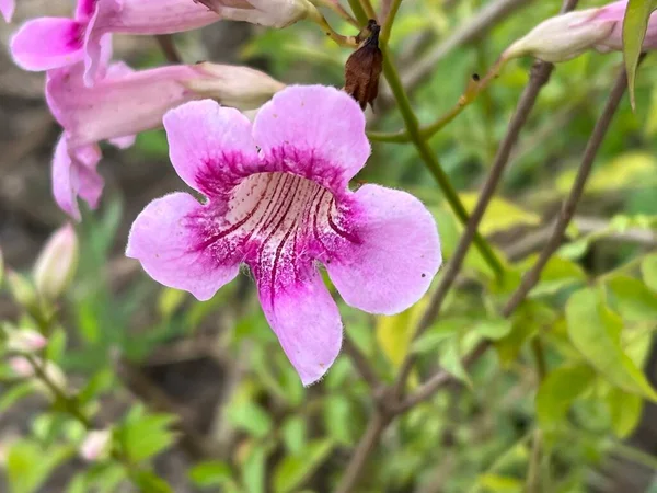 Красива Рожева Квітка Trumpetbush Саду — стокове фото
