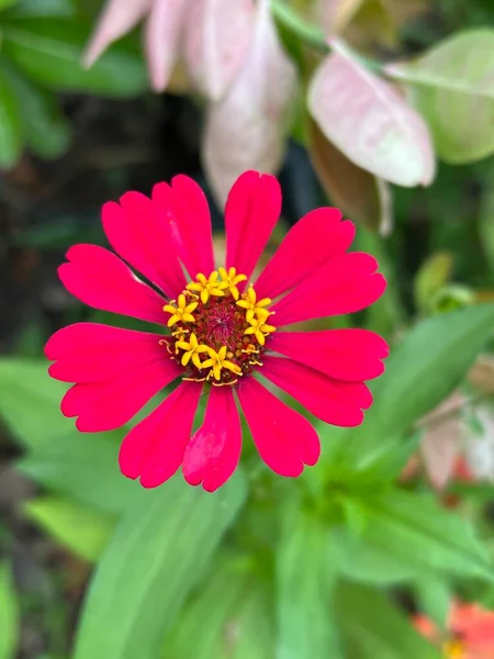 Όμορφα Λουλούδια Zinnia Στον Κήπο — Φωτογραφία Αρχείου