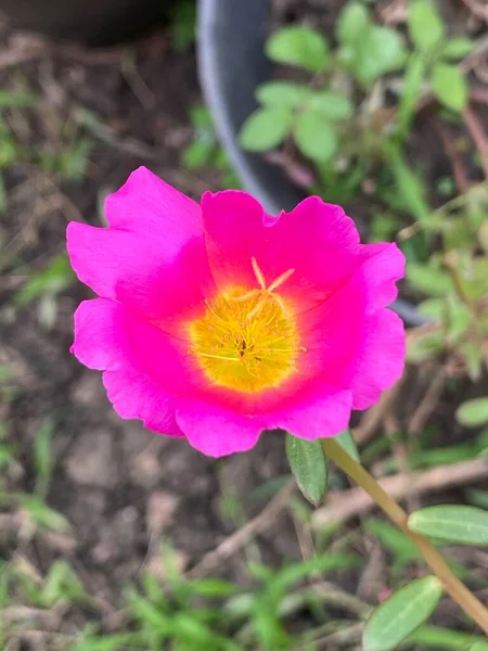 Portulaca Oleracea Gül Yosunu Doğanın Bahçesinde Püre Çiçeği — Stok fotoğraf