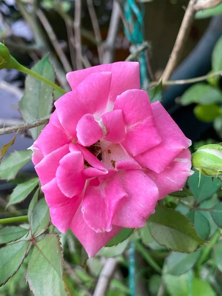Bahçede Pembe Gül Çiçeği — Stok fotoğraf