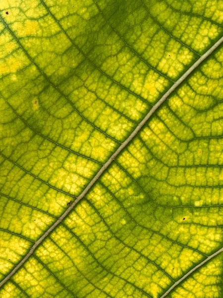 Green Teak Leaf Texture Background — Foto de Stock