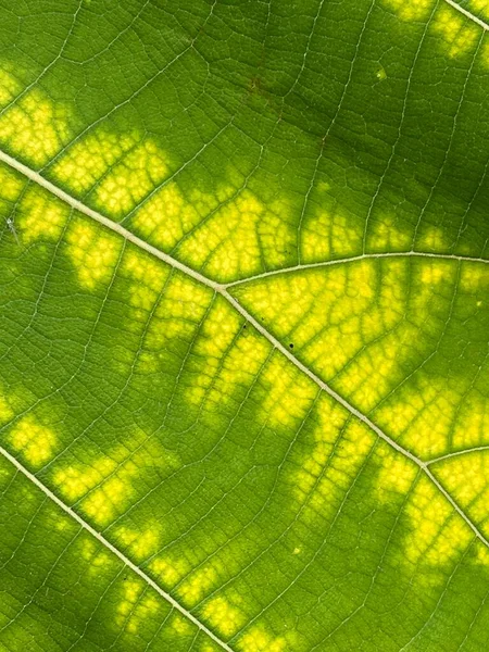Green Teak Leaf Texture Background — Stok fotoğraf