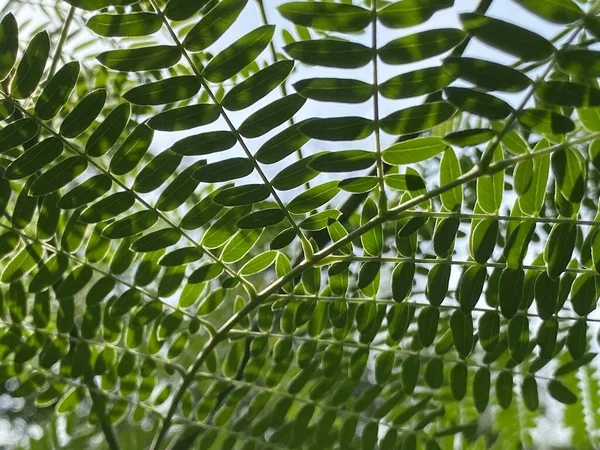 Taze Yeşil Leucaena Glauca Yaprak Doğa Bahçe — Stok fotoğraf