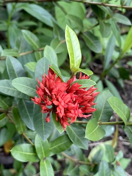 Красный Цветок Иксора Саду Природы — стоковое фото