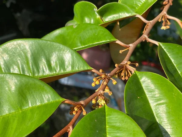 Зеленый Chrysophyllum Cainito Листья Дереве — стоковое фото
