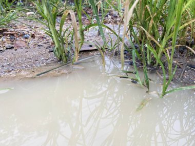 Yere su damlaları düşer.