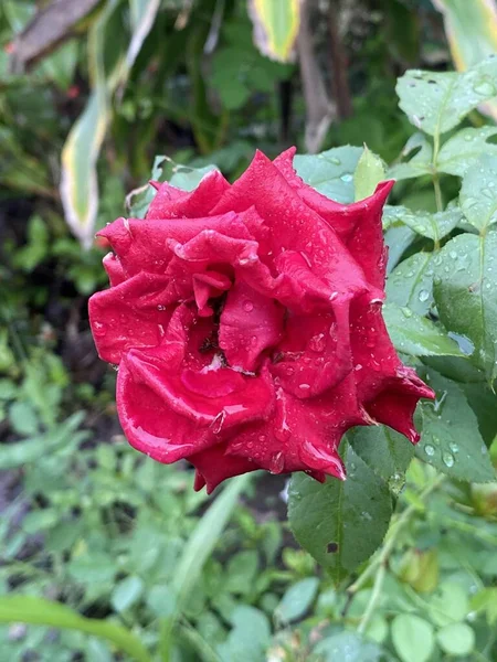 Gyönyörű Rózsa Virág Kertben — Stock Fotó