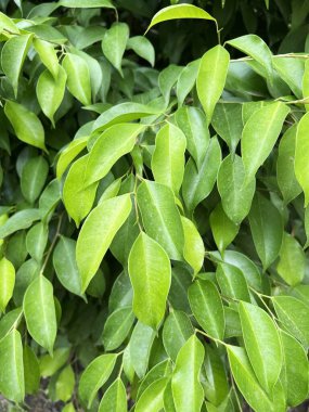 Doğanın bahçesinde banyan ağacı