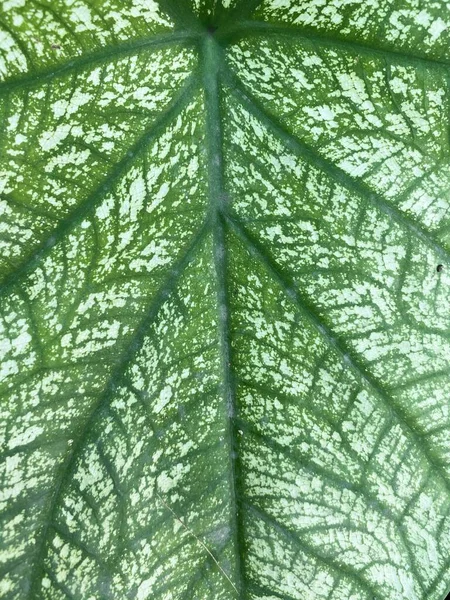 Kaladyum Veya Colocasia Esculenta Yaprağı Arkaplanı — Stok fotoğraf