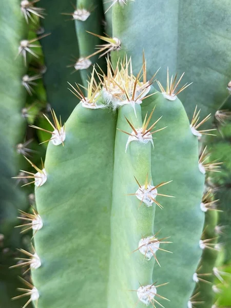 Close Cactus Nature Garden — Stockfoto