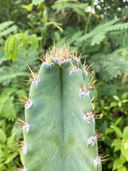 Primer Plano Una Planta Cactus —  Fotos de Stock