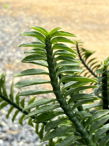 Grüne Euphorbia Tithymaloides Blätter Eines Baumes — Stockfoto