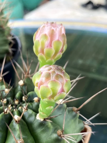 Närbild Kaktus Blomma Kruka — Stockfoto