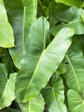 Yeşil Philodendron yaprakları doğa bahçesinde