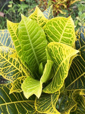 Doğa bahçesindeki Codiaeum varyete bitkisi