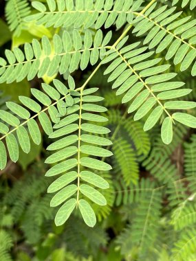 yeşil lucaena glauca ormanı terk ediyor
