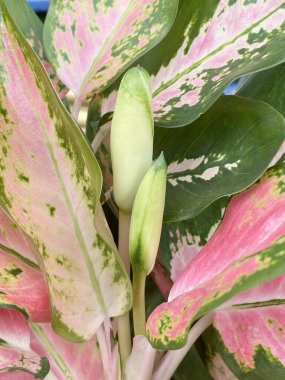 Doğa bahçesinde Aglaonema çiçeği