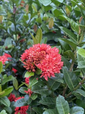 beautiful ixora flowers in the garden